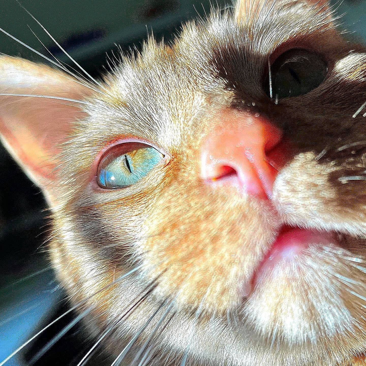 Alex joined the competition — help win amazing prizes! carnivore, cat, close_up, domestic_short_haired_cat, ear, electric_blue, eye, eyelash, felidae, fur, iris, macro_photography, nose, small_to_medium_sized_cats, snout, terrestrial_animal, whiskers