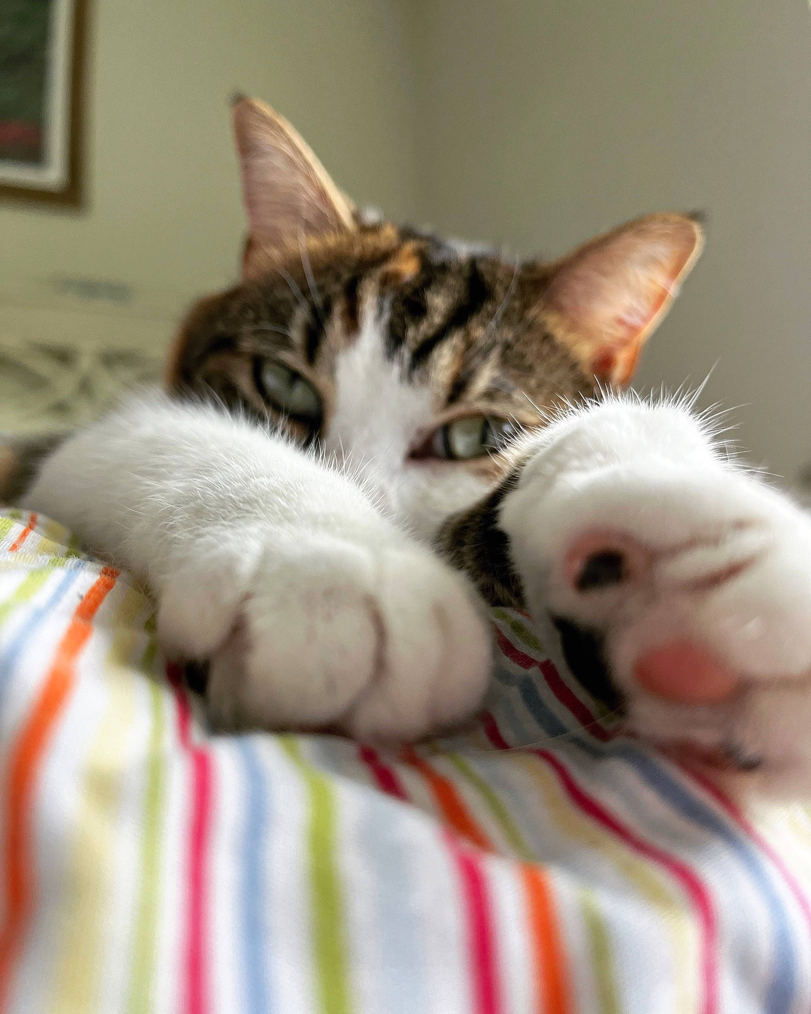 Marnie joined the competition — help win amazing prizes! bed, carnivore, cat, claw, comfort, domestic_short_haired_cat, felidae, fur, linens, nap, paw, picture_frame, room, sleep, small_to_medium_sized_cats, snout, tail, whiskers, yawn