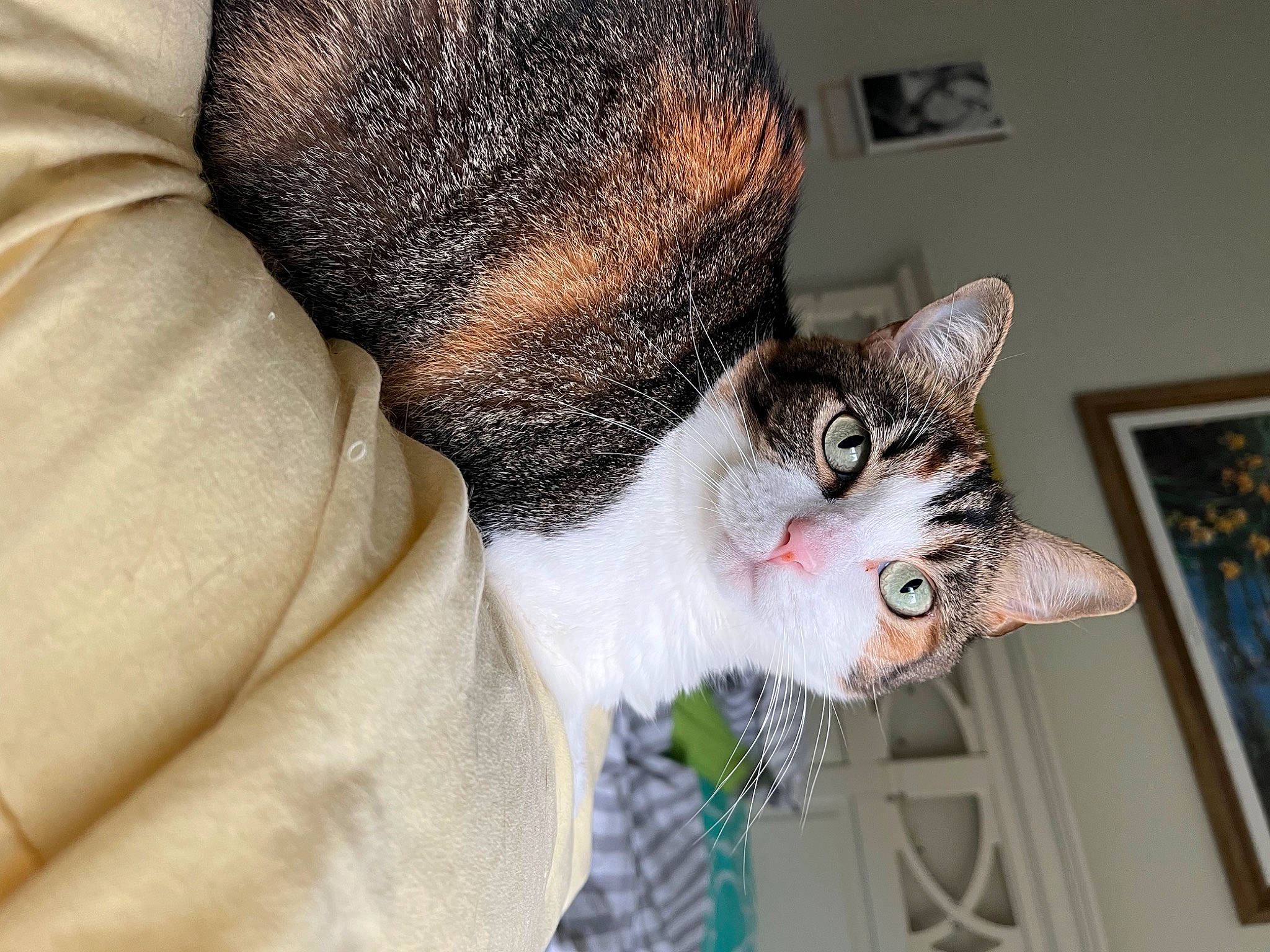 Marnie is registered to the contest to win money with this photo: carnivore, cat, claw, collar, comfort, domestic_short_haired_cat, door, ear, felidae, fur, paw, picture_frame, small_to_medium_sized_cats, snout, tail, whiskers, window