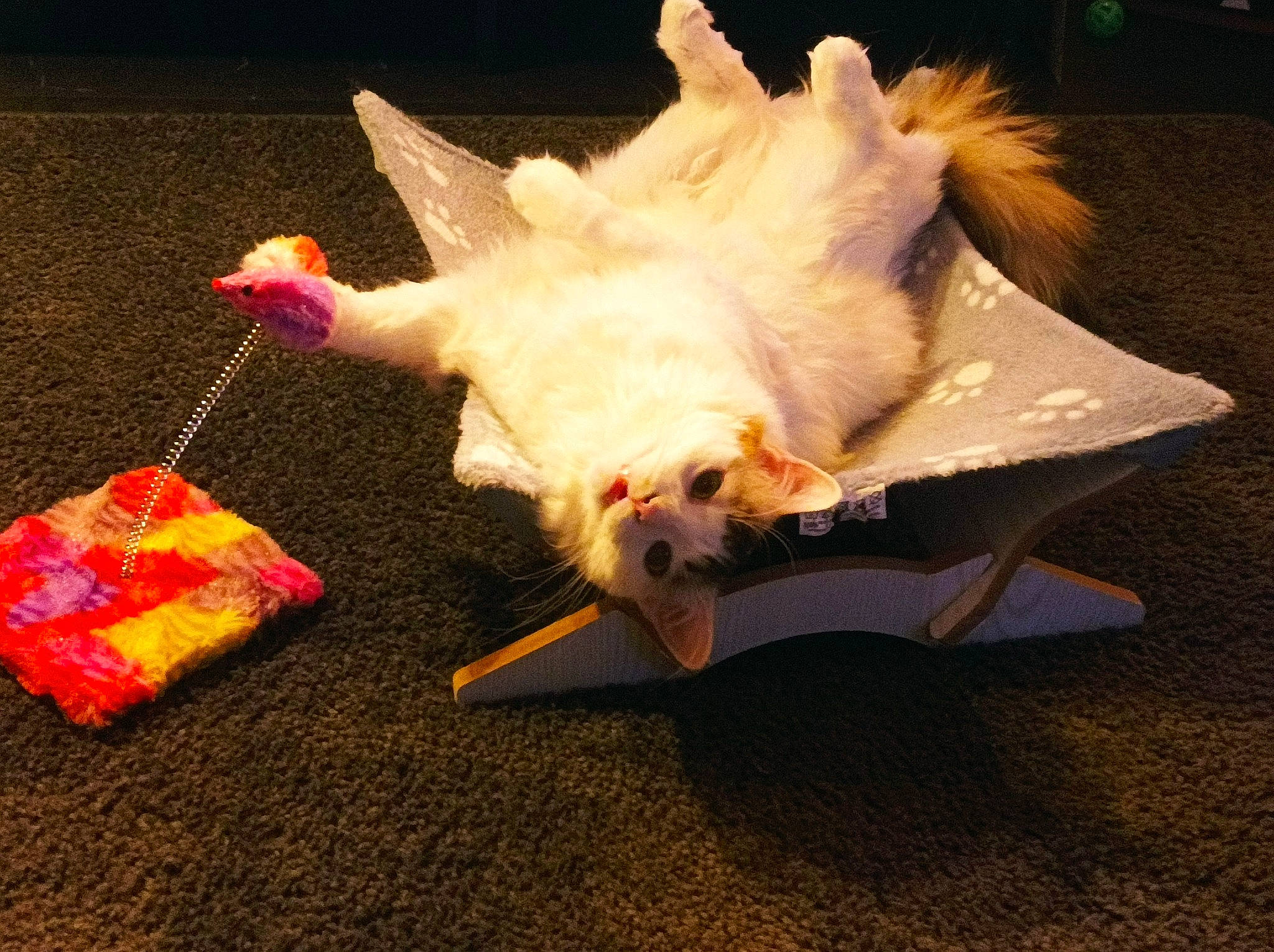 Sweety participe au concours pour gagner de l'argent avec cette photo : beak, canidae, carmine, carnivore, chicken, companion_dog, fashion_accessory, fawn, feather, felidae, fruit, fur, paper, paw, rooster, small_to_medium_sized_cats, tail, toy, whiskers, wing