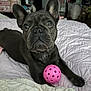 french_bulldog, dog, pet, bed, pink_ball, indoor, animal, cute, playful, canine, fur, ears, nose, paw, resting, looking_up, blanket, cozy, domestic, toy