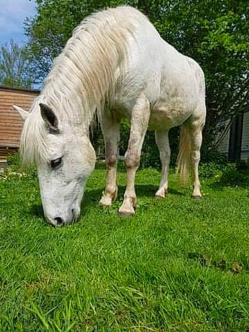 Vacares a rejoint le concours — aidez-le/la à gagner de superbes lots ! grass, grassland, grazing, horse, livestock, mammal, mane, mare, meadow, pasture, plant, pony, shetland_pony, stallion, terrestrial_animal, vertebrate, wildlife