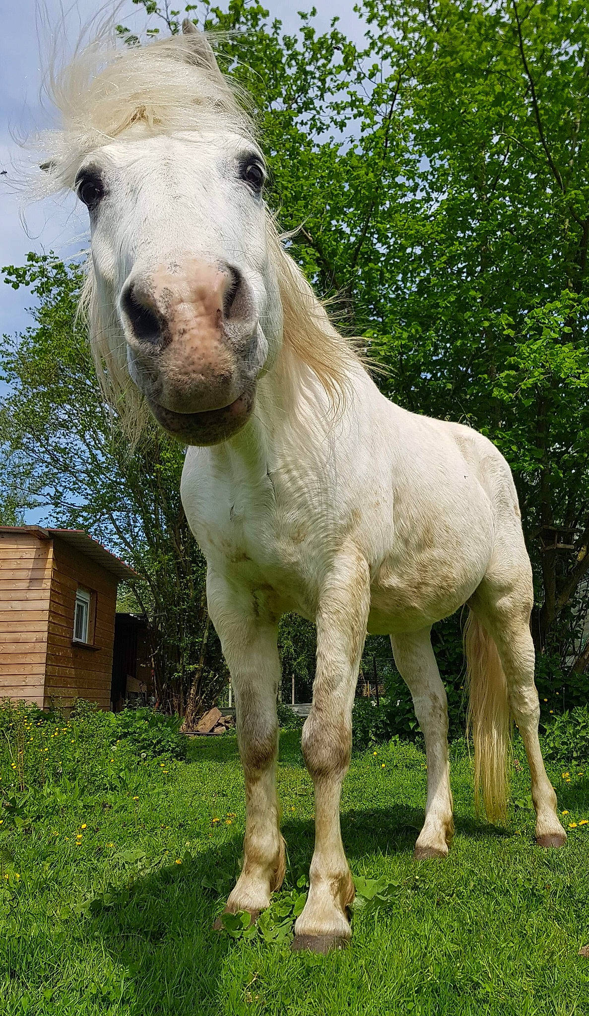 Vacares a rejoint le concours — aidez-le/la à gagner de superbes lots ! grass, grassland, horse, livestock, mammal, mane, mare, meadow, mustang_horse, pack_animal, pasture, plant, pony, shetland_pony, snout, stallion, terrestrial_animal, vertebrate, wildlife