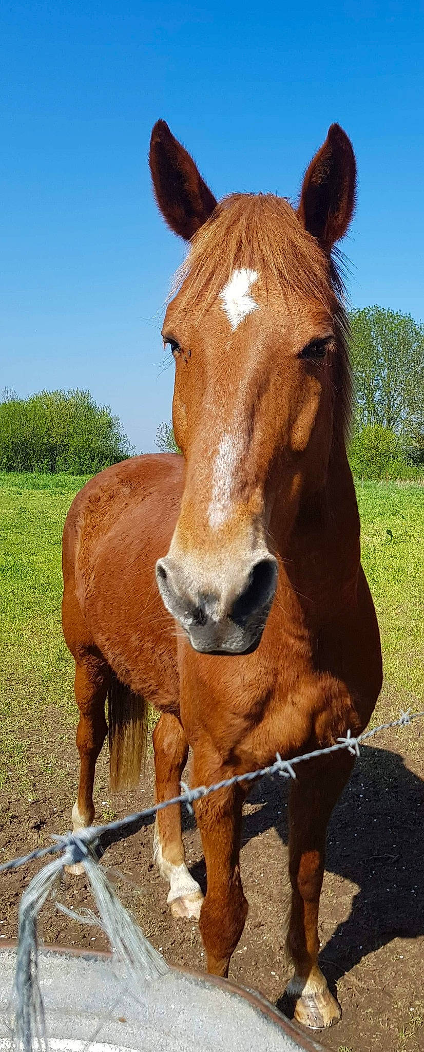 Star a rejoint le concours — aidez-le/la à gagner de superbes lots ! colt, foal, grassland, horse, livestock, mammal, mane, mare, mustang_horse, nose, organism, pack_animal, pasture, pony, przewalskis_horse, snout, sorrel, stallion, terrestrial_animal, vertebrate