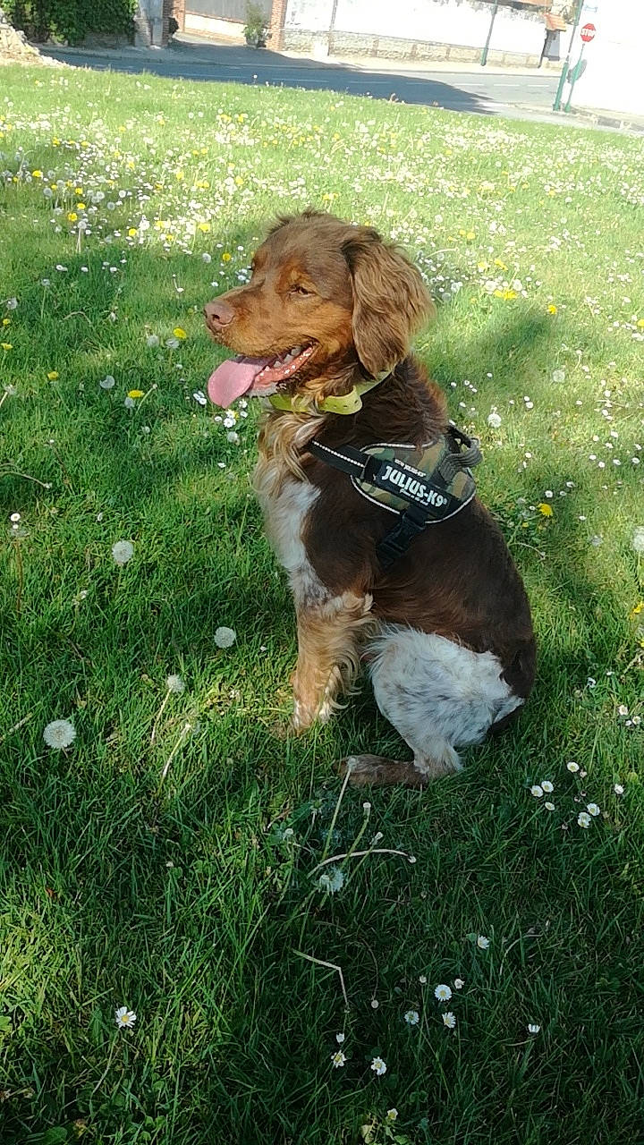 Olfi a rejoint le concours — aidez-le/la à gagner de superbes lots ! canidae, carnivore, companion_dog, dog, dog_breed, german_longhaired_pointer, grass, hunting_dog, liver, mammal, sporting_group, vertebrate