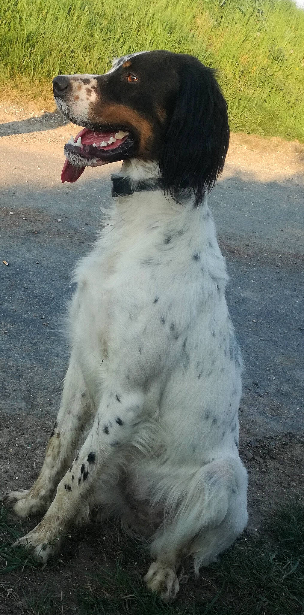 Prune participe au concours pour gagner de l'argent avec cette photo : blue_picardy_spaniel, canidae, carnivore, dog, dog_breed, drentse_patrijshond, english_setter, french_spaniel, german_longhaired_pointer, hunting_dog, large_munsterlander, mammal, picardy_spaniel, retriever, russian_spaniel, setter, small_munsterlander, sporting_group, stabyhoun, vertebrate