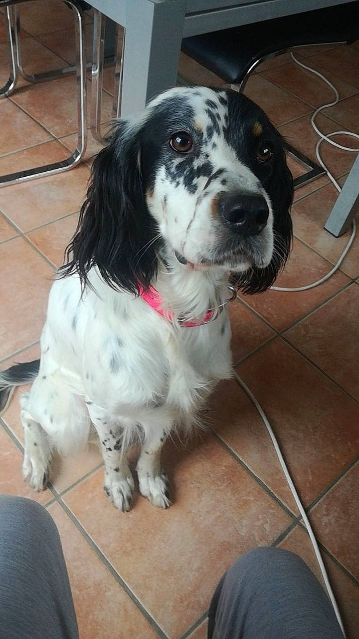 Prune participe au concours pour gagner de l'argent avec cette photo : braque_dauvergne, canidae, carnivore, cocker_spaniel, companion_dog, dog, dog_breed, english_setter, french_spaniel, large_munsterlander, mammal, rare_breed_dog, retriever, russian_spaniel, setter, small_munsterlander, snout, spaniel, sporting_group, vertebrate