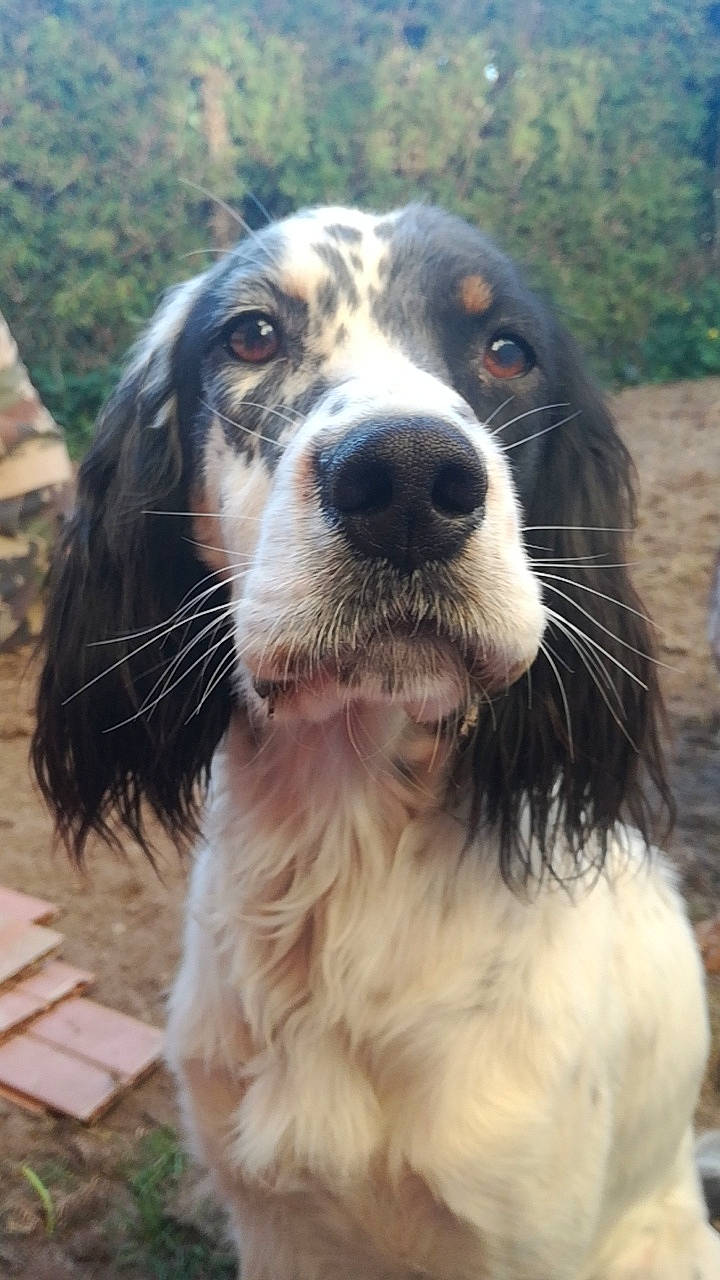 Prune a rejoint le concours — aidez-le/la à gagner de superbes lots ! canidae, carnivore, cocker_spaniel, companion_dog, dog, dog_breed, english_cocker_spaniel, english_setter, french_spaniel, hunting_dog, mammal, picardy_spaniel, rare_breed_dog, retriever, russian_spaniel, setter, snout, spaniel, sporting_group, vertebrate