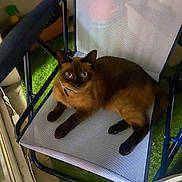 Panecake a rejoint le concours — aidez-le/la à gagner de superbes lots ! animal, artificial_grass, black_paws, brown_fur, cat, chair, collar, cozy, curious, domestic, floor, furniture, home, indoor, looking_up, mesh_chair, pet, relaxed, resting, siamese_cat