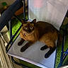 animal, artificial_grass, black_paws, brown_fur, cat, chair, collar, cozy, curious, domestic, floor, furniture, home, indoor, looking_up, mesh_chair, pet, relaxed, resting, siamese_cat