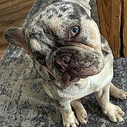 Pax joined the competition — help win amazing prizes! animal, blue_eyes, canine, carpet, close_up, companion, curious, cute, dog, domestic, floor, french_bulldog, fur, head_tilt, indoor, merle_coat, pet, portrait, sitting, wooden_furniture
