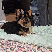 Chiquita is registered to the contest to win money with this photo: dog, pet, indoor, blanket, bed, floral_pattern, towel, fur, collar, resting, cozy, furniture, comfort, animal, cute, portrait, home, relaxing, soft, laying_down