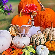 Churro is registered to the contest to win money with this photo: chihuahua, dog, sleeping, pumpkin, white_pumpkin, orange_pumpkin, fall_leaves, autumn, grass, flower, decorative_gourd, outdoor, nature, seasonal, cute, pet, resting, small_dog, leaf, colorful