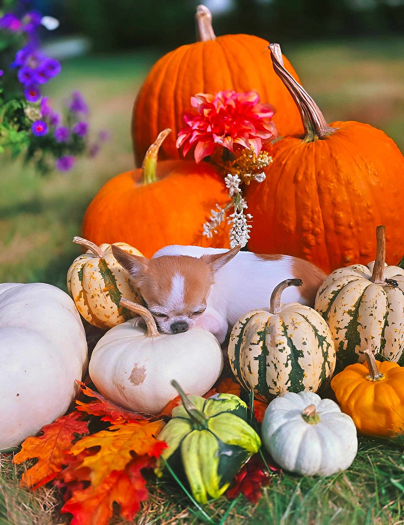 Churro is registered to the contest to win money with this photo: chihuahua, dog, sleeping, pumpkin, white_pumpkin, orange_pumpkin, fall_leaves, autumn, grass, flower, decorative_gourd, outdoor, nature, seasonal, cute, pet, resting, small_dog, leaf, colorful