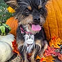 dog, tongue_out, pumpkin, autumn_leaves, marigold_flowers, fall, outdoor, pet, collar, tag, rock, plant, cute, small_dog, fur, black_and_tan, nature, seasonal, happy, sitting