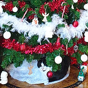 Dragibus a rejoint le concours — aidez-le/la à gagner de superbes lots ! cat, christmas_tree, ornaments, red, white, green, garland, toy_train, floor, tile_floor, holiday_decor, festive, indoor, animal, pet, cozy, black_and_white_cat, christmas, decorations, tree_skirt