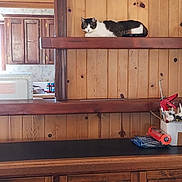 Charlie is registered to the contest to win money with this photo: animal, cabinet, cat, counter, cozy, domestic, furniture, home, household_items, indoor, kitchen, light, mammal, pet, quiet, relaxed, resting, window, wood_paneling, wooden_shelf