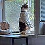 Charlie joined the competition — help win amazing prizes! animal, calm, cat, collar, curious, daylight, domestic_animal, feline, furniture, house, indoor, looking_outside, pet_bed, quiet, resting_place, side_view, sitting, table, window, windowsill
