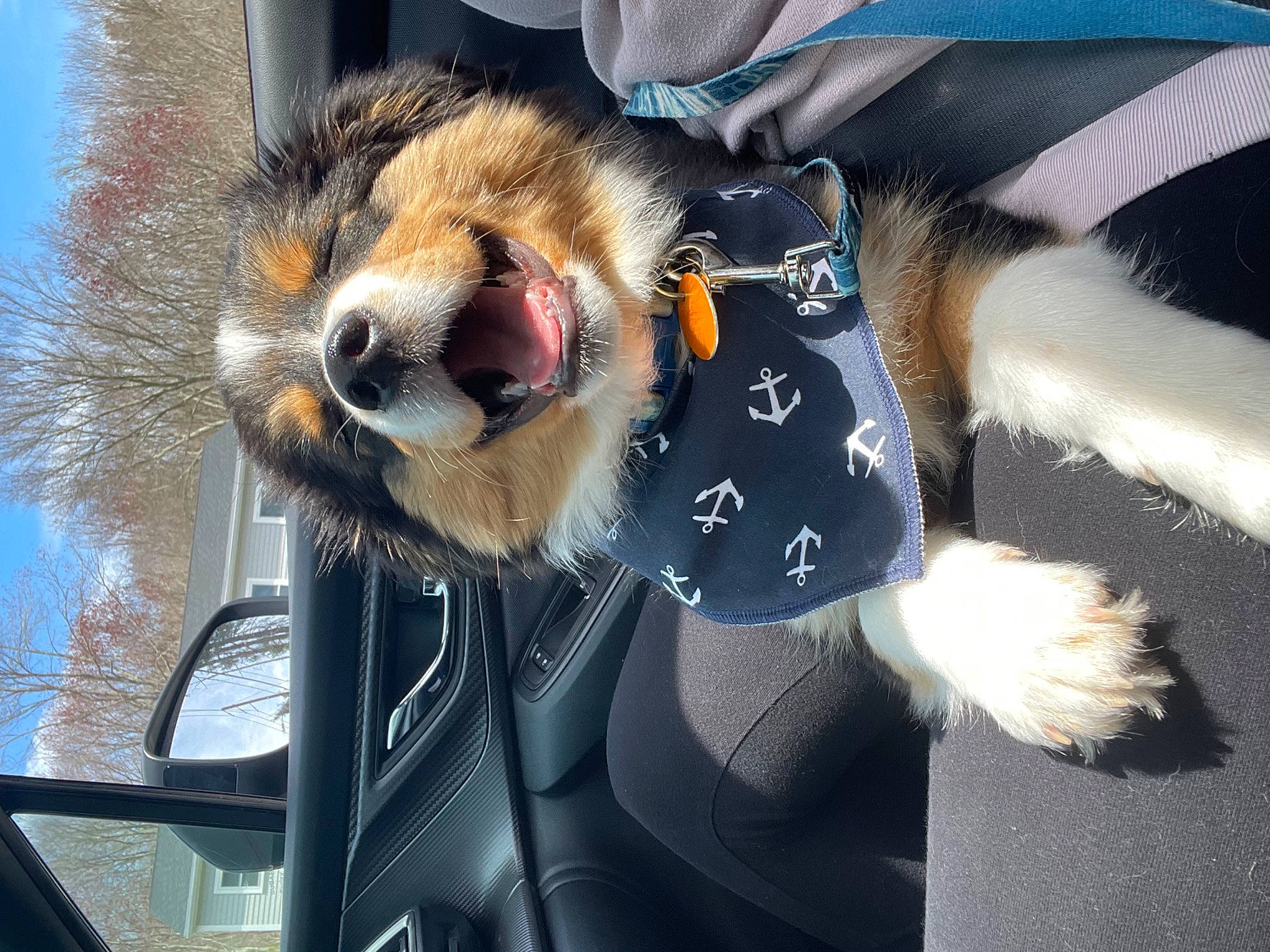 Kiko is registered to the contest to win money with this photo: auto_part, automotive_exterior, canidae, car, carnivore, collar, companion_dog, dog_breed, eyewear, fawn, fur, hood, mammal, sky, snapshot, snout, sporting_group, street_fashion, vehicle, vertebrate