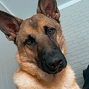 Koda is registered to the contest to win money with this photo: animal, black, brown, canine, close_up, companion, dog, domestic_animal, ears, face, friendly, fur, german_shepherd, indoors, looking, mammal, nose, pet, portrait, whiskers