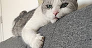Taïko participe au concours pour gagner de l'argent avec cette photo : cat, gray_couch, poster, indoor, relaxed, sleepy, feline, white_and_gray_cat, resting, home_interior, wall_art, cozy, portrait, animal, fur, paw, head, eyes, whiskers, close_up