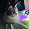 Taïko a rejoint le concours — aidez-le/la à gagner de superbes lots ! cat, pet, indoor, colorful_lights, shadow, reflection, fabric, pattern, quiet, cozy, night, animal, feline, white_cat, soft_light, table, resting, calm, home, decor