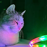 Taïko participe au concours pour gagner de l'argent avec cette photo : cat, animal, pet, indoor, led_lights, colorful, neon, glowing, feline, relaxed, sleepy, close_up, domestic_animal, quiet, night, dark_background, resting, whiskers, cute, fur