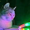 cat, animal, pet, indoor, led_lights, colorful, neon, glowing, feline, relaxed, sleepy, close_up, domestic_animal, quiet, night, dark_background, resting, whiskers, cute, fur