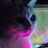 Taïko a rejoint le concours — aidez-le/la à gagner de superbes lots ! cat, neon_lights, colorful, indoor, dark, shadow, animal, feline, whiskers, ears, face, glow, lights, technology, furniture, cable, closeup, pet, mystery, ambient_light
