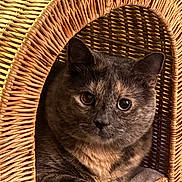 Betsy is registered to the contest to win money with this photo: animal, basket, cat, closeup, cozy, curious, cute, ears, eyes, feline, fur, home, indoor, pet, portrait, relaxing, resting, tortoiseshell_cat, whiskers, wicker