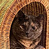 animal, basket, cat, closeup, cozy, curious, cute, ears, eyes, feline, fur, home, indoor, pet, portrait, relaxing, resting, tortoiseshell_cat, whiskers, wicker
