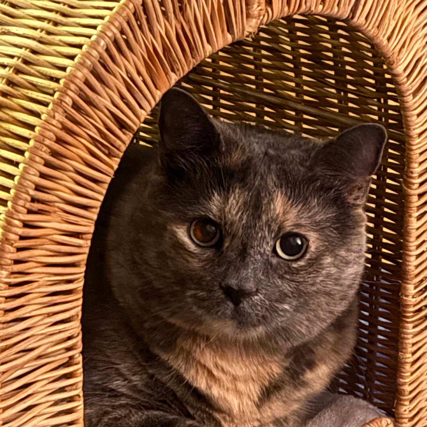 Betsy