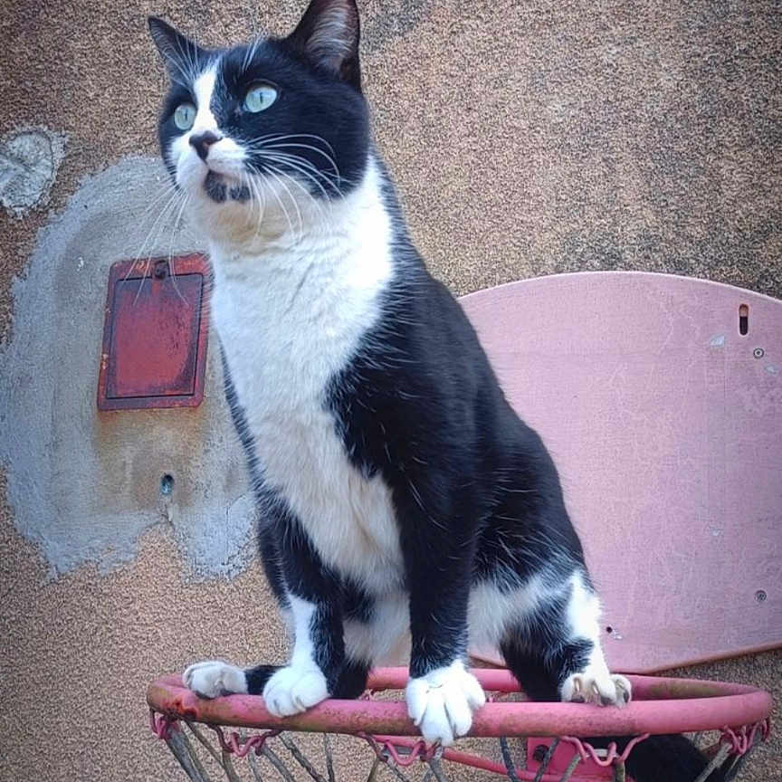 Bounty participe au concours pour gagner de l'argent avec cette photo : abyssinian, accessories, animal, architecture, art, bench, brick, building, cat, chair, furniture, hoop, kitten, manx, pet, plant, pottedplant, strap, table, wall