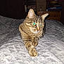 Fripouille participe au concours pour gagner de l'argent avec cette photo : cat, tabby, indoor, bed, blanket, furniture, paw, fur, animal, pet, relaxed, curious, dorm_room, shelf, dresser, light_reflection, texture, cozy, resting, closeup