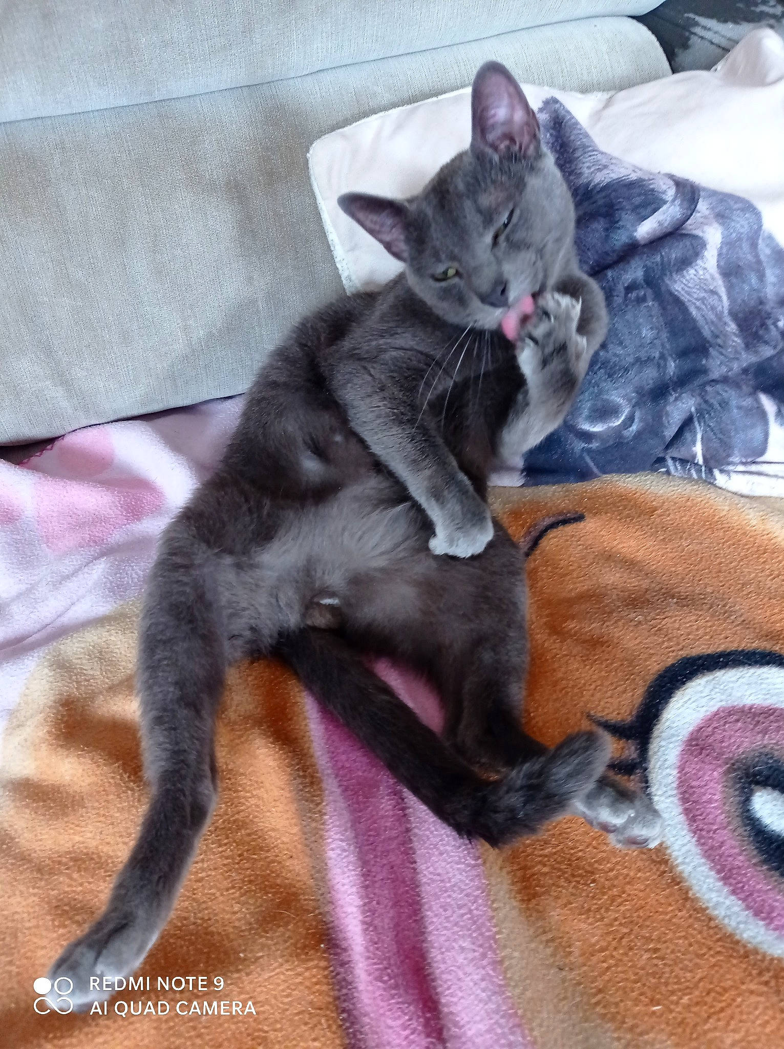 Mylan participe au concours pour gagner de l'argent avec cette photo : black_cat, canidae, carnivore, cat, claw, comfort, couch, domestic_short_haired_cat, felidae, fur, grey, linens, mammal, nap, paw, russian_blue, small_to_medium_sized_cats, snout, tail, whiskers