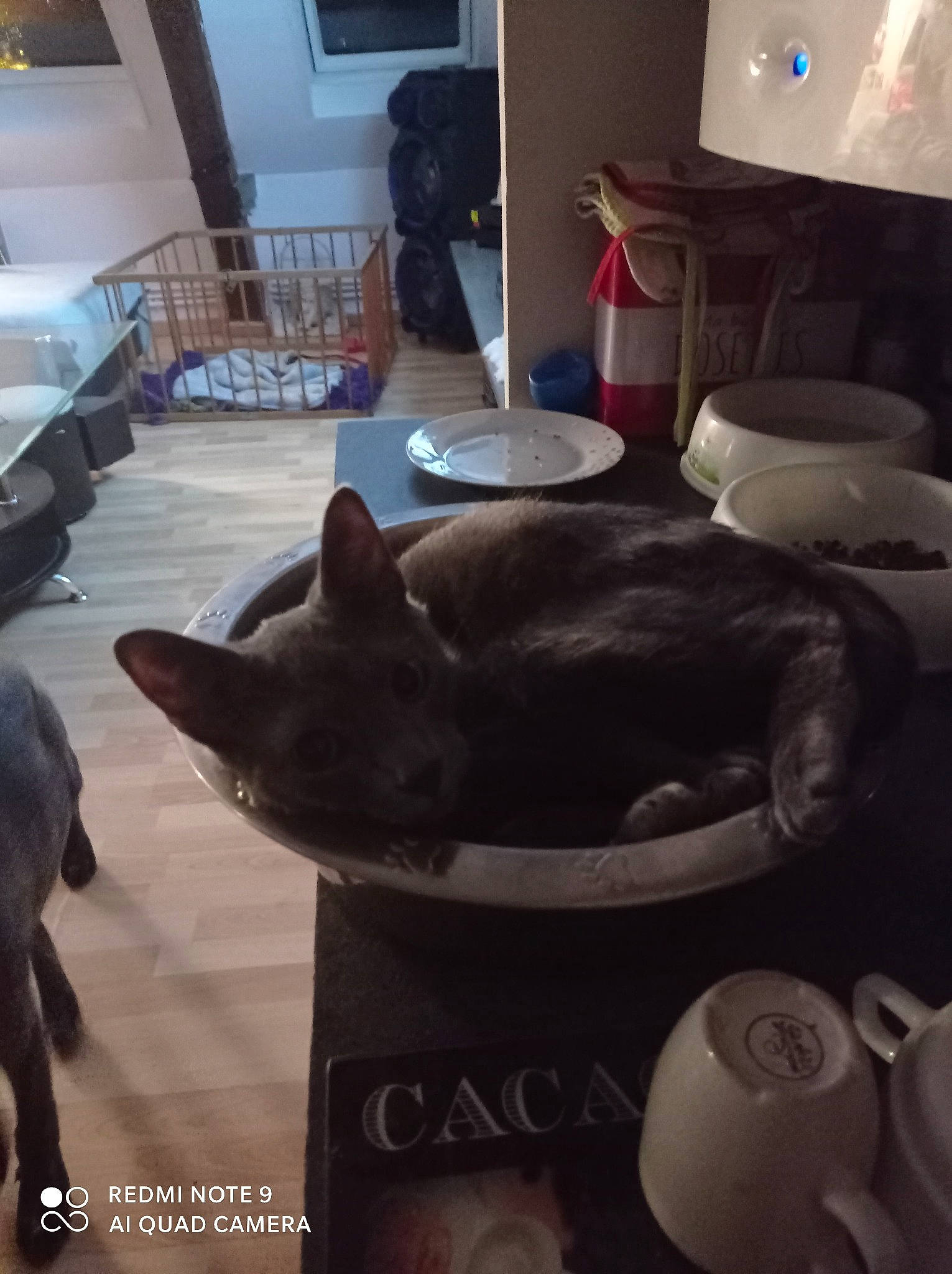 Mylan a rejoint le concours — aidez-le/la à gagner de superbes lots ! black_cat, carnivore, cat, comfort, companion_dog, dog, dog_breed, felidae, floor, flooring, fur, hardwood, interior_design, lamp, living_room, room, small_to_medium_sized_cats, snout, tail, whiskers