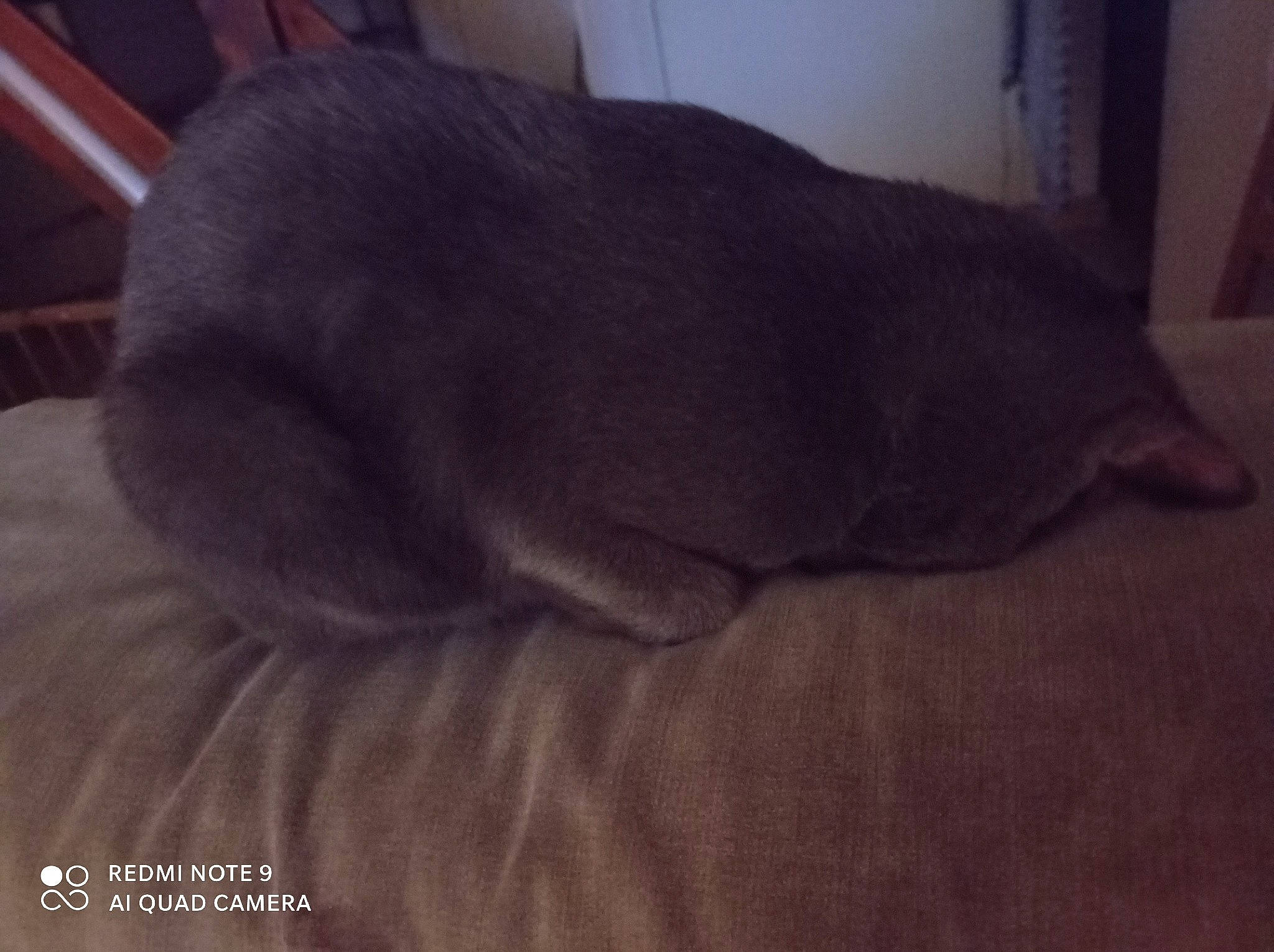 Mylan participe au concours pour gagner de l'argent avec cette photo : canidae, carnivore, cat, comfort, dog_breed, fawn, felidae, fur, grey, hardwood, linens, liver, russian_blue, small_to_medium_sized_cats, snout, sporting_group, tail, terrestrial_animal, whiskers, wood