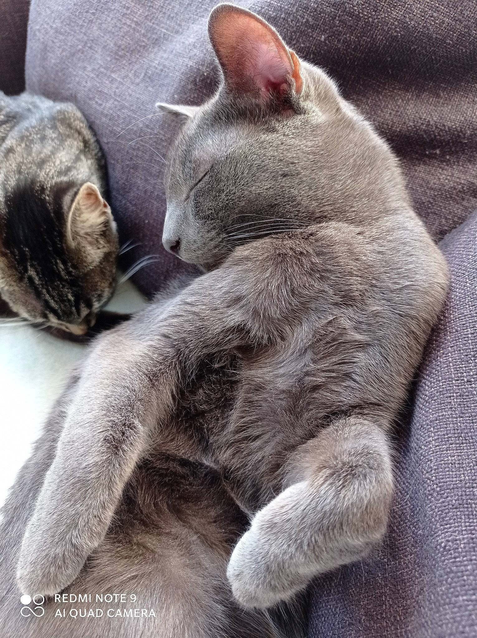 Mylan a rejoint le concours — aidez-le/la à gagner de superbes lots ! carnivore, cat, claw, comfort, domestic_short_haired_cat, felidae, fur, grey, nap, paw, russian_blue, sleep, small_to_medium_sized_cats, snout, tail, terrestrial_animal, whiskers