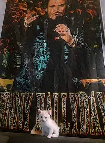 Wilson participe au concours pour gagner de l'argent avec cette photo : art, artist, black, carnivore, cat, coat, event, fashion, fawn, felidae, formal_wear, microphone, photograph, poster, small_to_medium_sized_cats, snapshot, tail, textile, tie, whiskers