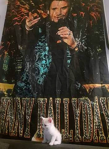 Wilson a rejoint le concours — aidez-le/la à gagner de superbes lots ! art, artist, black, carnivore, cat, coat, design, event, fashion, felidae, formal_wear, microphone, photograph, small_to_medium_sized_cats, snapshot, suit, tail, textile, tie, whiskers