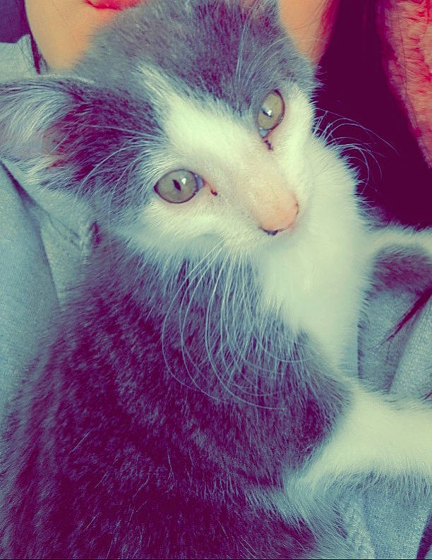 Milo joined the competition — help win amazing prizes! carnivore, cat, comfort, electric_blue, felidae, fur, magenta, rectangle, small_to_medium_sized_cats, snout, square, tail, whiskers, window