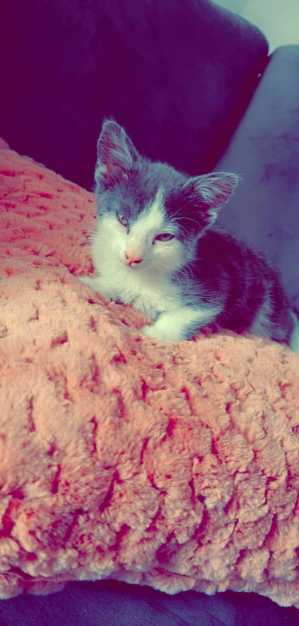 Milo is registered to the contest to win money with this photo: art, carnivore, cat, cloud, comfort, crochet, domestic_short_haired_cat, felidae, fur, magenta, paw, pink, sky, small_to_medium_sized_cats, tail, textile, thread, whiskers, wool, woolen