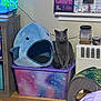 animal, bed, box, cat, computerhardware, electronics, furniture, hardware, hardwood, helmet, indoors, interiordesign, laundry, monitor, person, pet, purple, screen, tv, wood