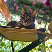 Pompom a rejoint le concours — aidez-le/la à gagner de superbes lots ! cat, tabby_cat, pet, animal, chair, yellow_chair, outdoor, flower, greenery, blurred_background, pinwheel, sunlight, mesh_fabric, relaxing, looking_down, close_up, feline, nature, calm, daylight