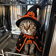 Odix a rejoint le concours — aidez-le/la à gagner de superbes lots ! cat, halloween, costume, wizard_hat, pumpkin, cape, orange, black, tabby, pet, animal, sitting, portrait, indoors, dishwasher, metal, appliance, shiny, wide_eyes, funny
