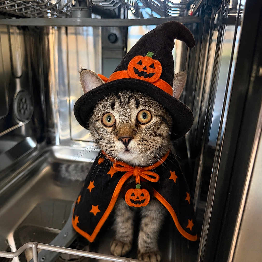 Odix a rejoint le concours — aidez-le/la à gagner de superbes lots ! cat, halloween, costume, wizard_hat, pumpkin, cape, orange, black, tabby, pet, animal, sitting, portrait, indoors, dishwasher, metal, appliance, shiny, wide_eyes, funny