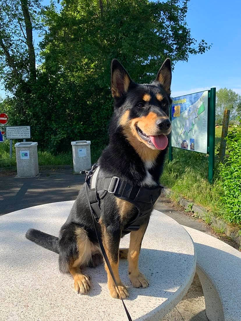 Kiba a rejoint le concours — aidez-le/la à gagner de superbes lots ! australian_kelpie, bohemian_shepherd, canidae, carnivore, dog, dog_breed, east_european_shepherd, king_shepherd, kunming_wolfdog, lapponian_herder, mammal, obedience_training, police_dog, rare_breed_dog, shiloh_shepherd_dog, snout, vertebrate, working_dog