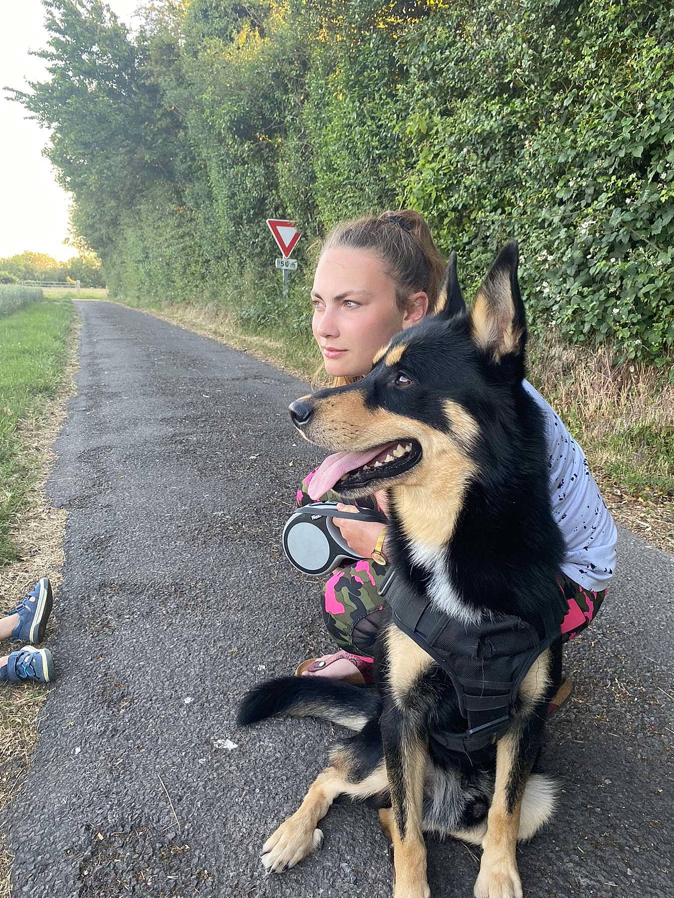 Kiba a rejoint le concours — aidez-le/la à gagner de superbes lots ! canidae, carnivore, dog, dog_breed, east_european_shepherd, king_shepherd, kunming_wolfdog, leash, mammal, vertebrate, walking, working_dog