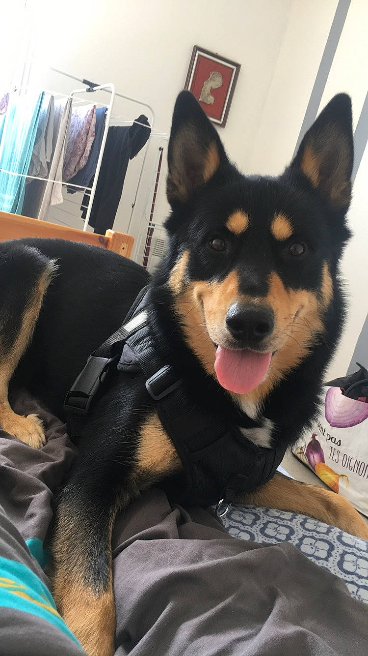 Kiba participe au concours pour gagner de l'argent avec cette photo : australian_kelpie, canidae, carnivore, dog, dog_breed, labrador_husky, lapponian_herder, mammal, rare_breed_dog, siberian_husky, snout, vertebrate, wolfdog, working_dog