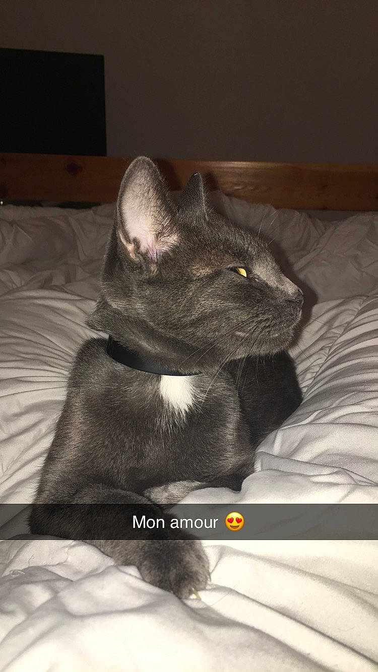 Maya a rejoint le concours — aidez-le/la à gagner de superbes lots ! asian, black_cat, british_shorthair, burmese, carnivore, cat, chartreux, domestic_short_haired_cat, felidae, korat, mammal, nebelung, russian_blue, small_to_medium_sized_cats, snout, vertebrate, whiskers